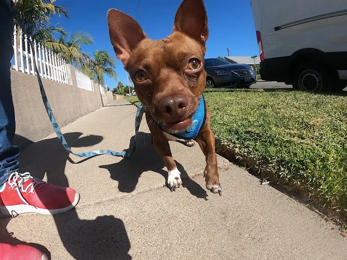 Irvine Great Park Animal Hospital 6
