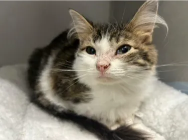 Irvine Valley Veterinary Hospital Emergency 2