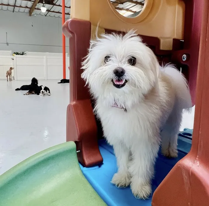 Paw Sweet Paw | Pet Resorts 8