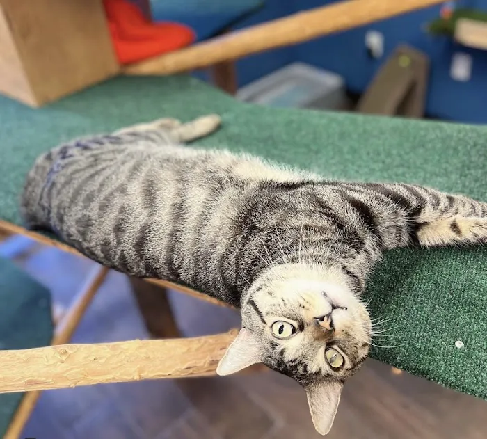 Paw Sweet Paw | Pet Resorts 6