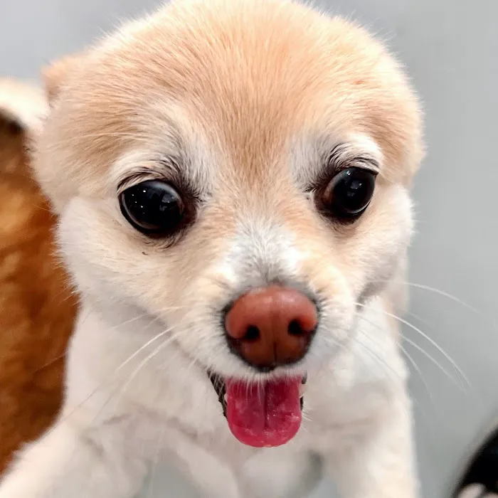 Paw Sweet Paw | Pet Resorts 3