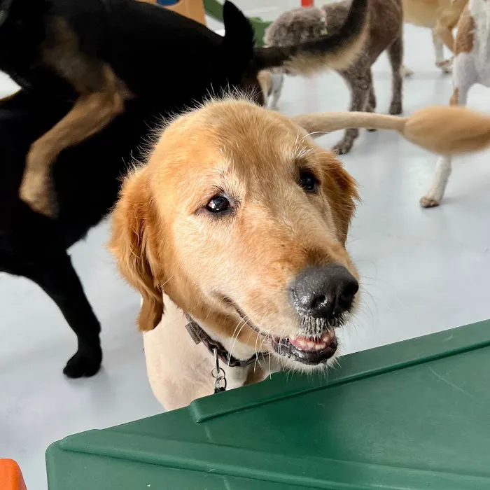 Paw Sweet Paw | Pet Resorts 9