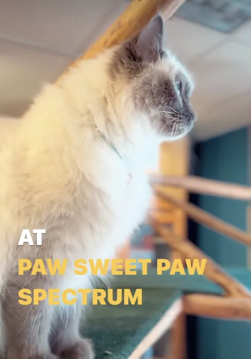 Paw Sweet Paw | Pet Resorts 10