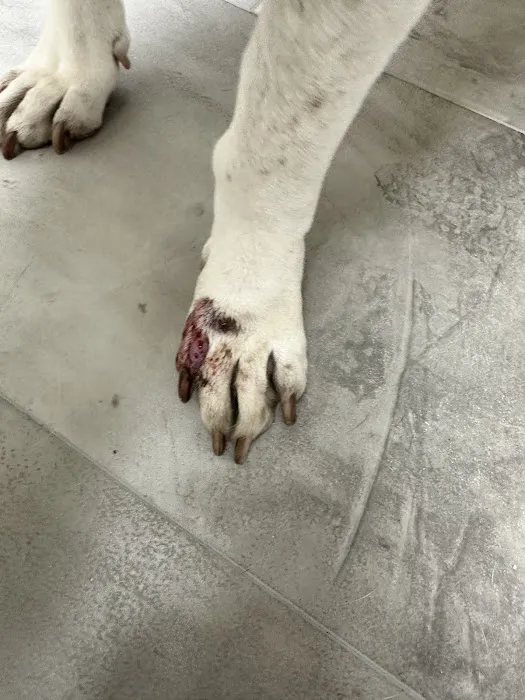 Animal Clinic Western Inc 12