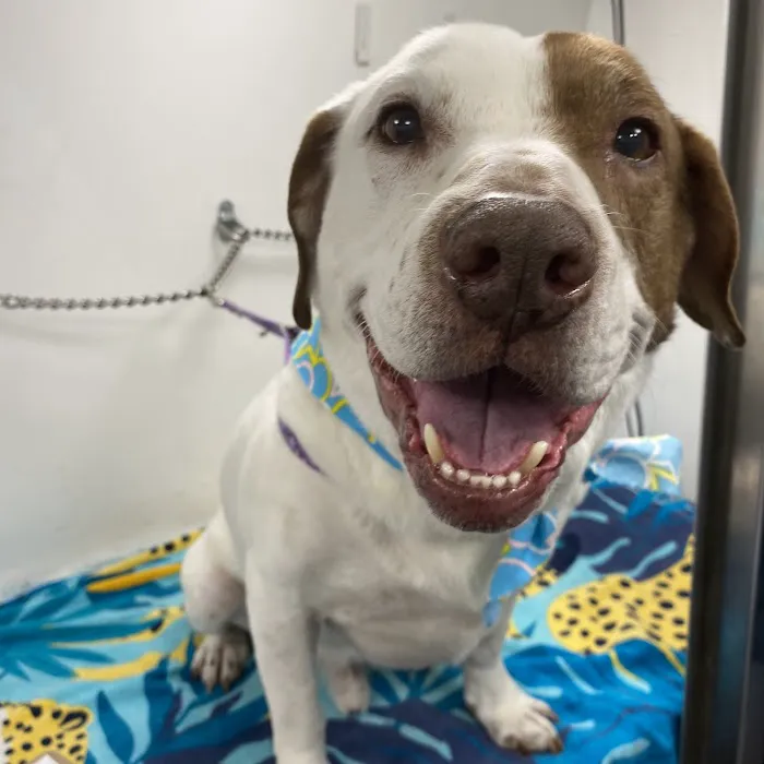 Animal Clinic Western Inc 12