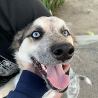 Low Cost Pet Vaccines Torrance ico