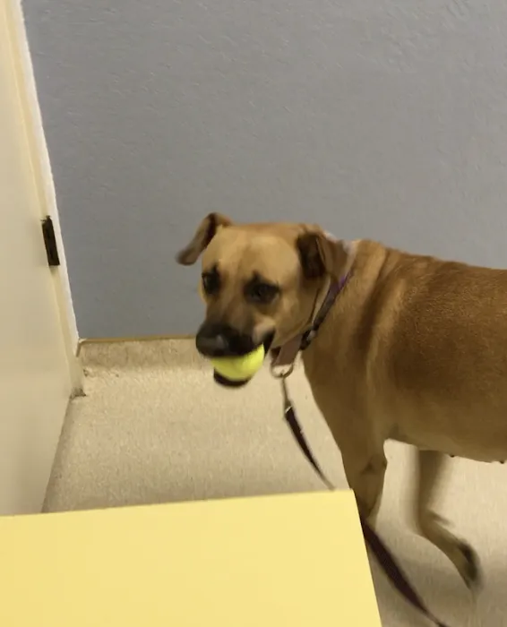 Country Hills Animal Clinic 10