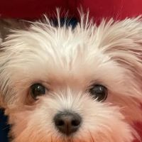 Country Hills Animal Clinic ico