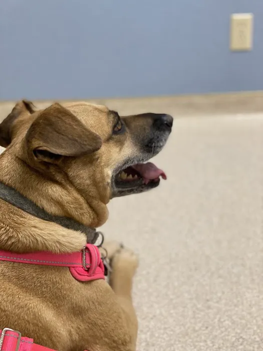 Country Hills Animal Clinic 6
