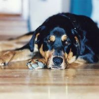 Beach Animal Rehabilitation ico