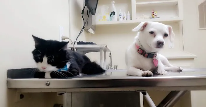 Bay Cities Pet Hospital 1