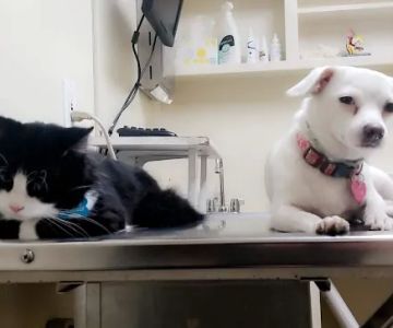 Bay Cities Pet Hospital