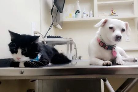 Bay Cities Pet Hospital