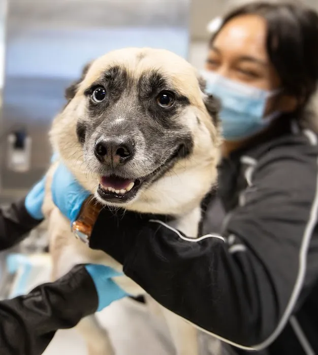 Bay Cities Pet Hospital 4