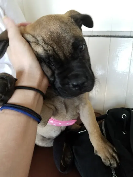 Bay Cities Pet Hospital 10