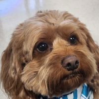 Redwood Animal Hospital ico