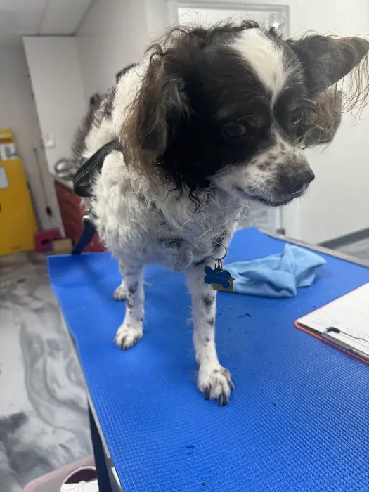 Laguna Vista Veterinary Center 2