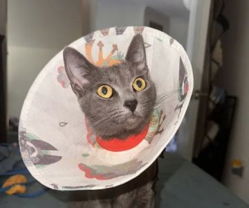Laguna Vista Veterinary Center