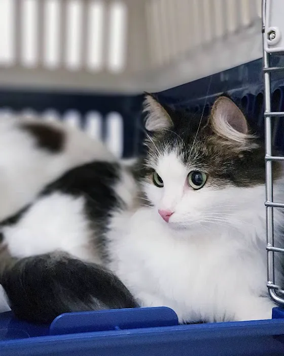 Lomita Pet Hospital 3