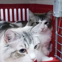 Lomita Pet Hospital ico
