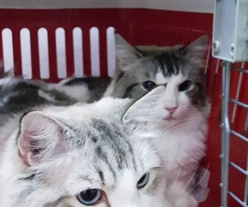 Lomita Pet Hospital