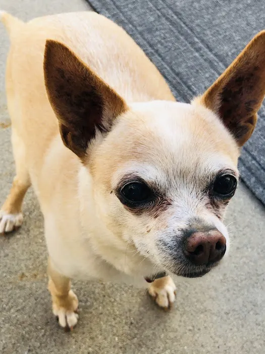 Lomita Pet Hospital 8