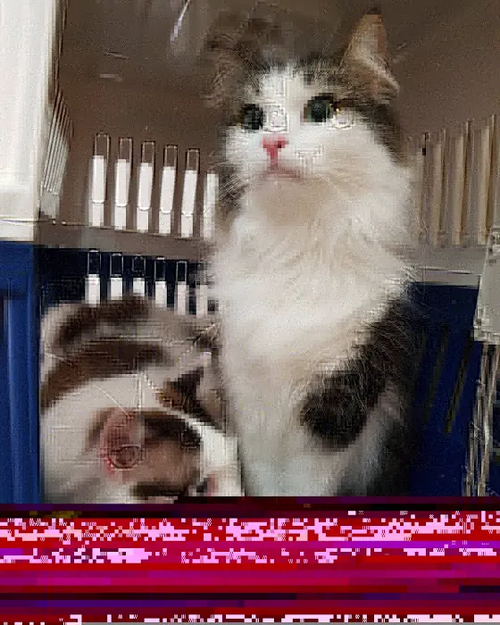 Lomita Pet Hospital 5