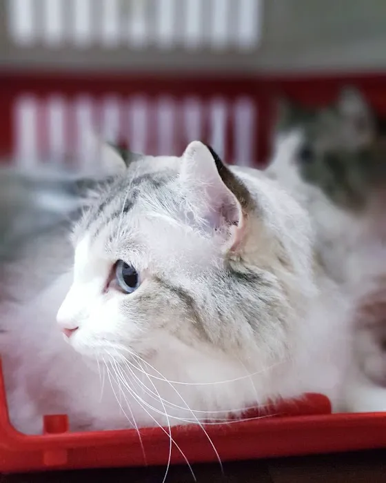 Lomita Pet Hospital 6