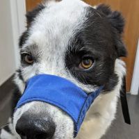 Western Veterinary Group ico