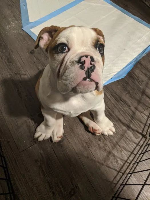 Banfield Pet Hospital 8