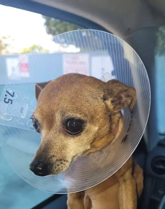Animal Hospital of South Bay 5