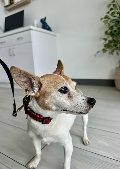 Animal Hospital of South Bay 2