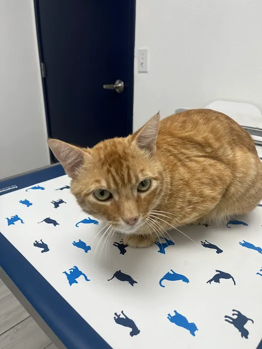 Animal Hospital of South Bay 4