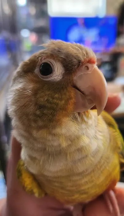 Avian & Exotic Animal Hospital 1