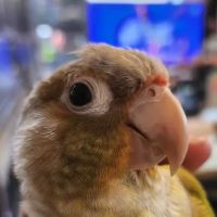 Avian & Exotic Animal Hospital ico