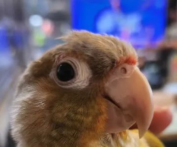 Avian & Exotic Animal Hospital
