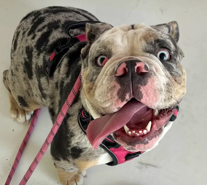 My Vet and Pets Drive-Thru Veterinary Clinic 7