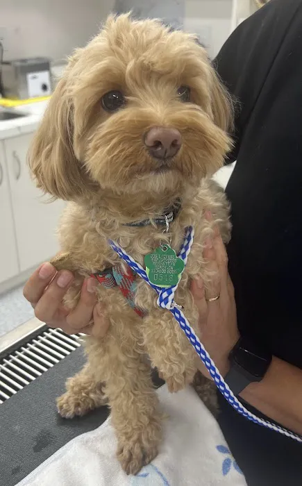 Rosecrans Veterinary Clinic 2