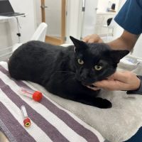 Rosecrans Veterinary Clinic ico