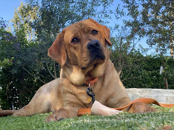 Family Pet Clinic of Redondo Beach 12