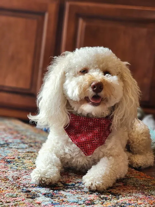 Family Pet Clinic of Redondo Beach 12