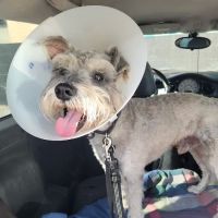 Los Angeles Veterinary Center ico