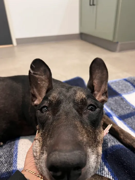 Los Angeles Veterinary Center 6