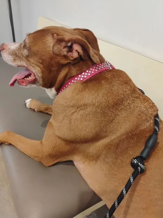 Los Angeles Veterinary Center 10