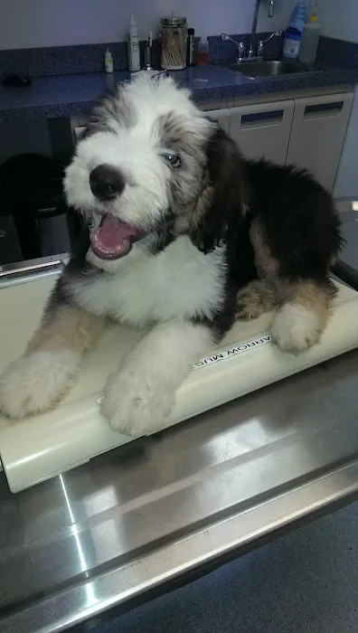 Washington Dog and Cat Hospital 7
