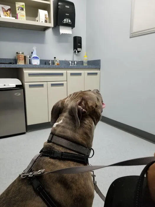 Washington Dog and Cat Hospital 8