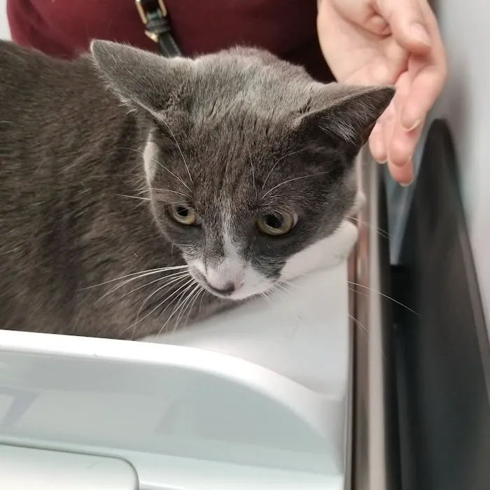 Washington Dog and Cat Hospital 5