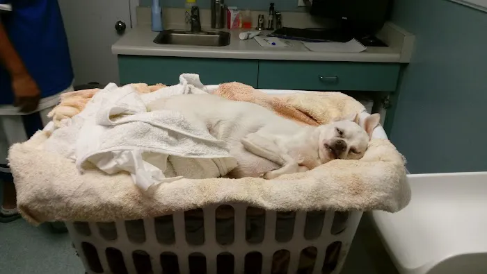 Washington Dog and Cat Hospital 1