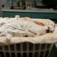 Washington Dog and Cat Hospital ico