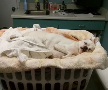 Washington Dog and Cat Hospital